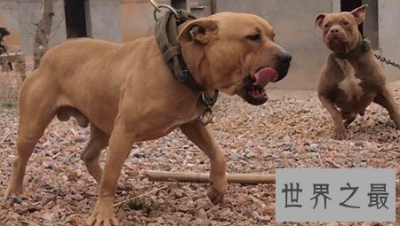 世界上最凶猛的狗 藏獒在它面前都是渣渣