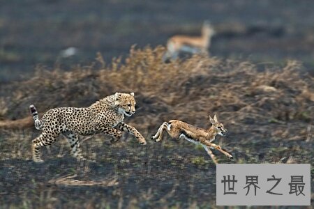 猫科动物有很多 那么世界上最大的猫科动物是什么呢