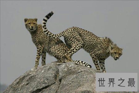 猫科动物有很多 那么世界上最大的猫科动物是什么呢