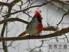 雌雄同体的动物长相都很独特 进来看看吧