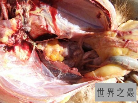 雌雄同体的动物长相都很独特 进来看看吧