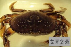 世界上最大的螃蟹大到人们难以想象的地步 它到底有多大呢
