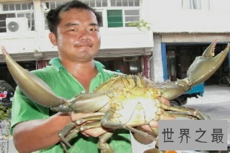 世界上最大的螃蟹大到人们难以想象的地步 它到底有多大呢