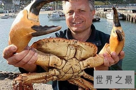 世界上最大的螃蟹大到人们难以想象的地步 它到底有多大呢