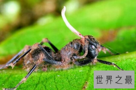 蚂蚁是一种体型比较小的爬行动物 弱小的蚂蚁怕什么呢