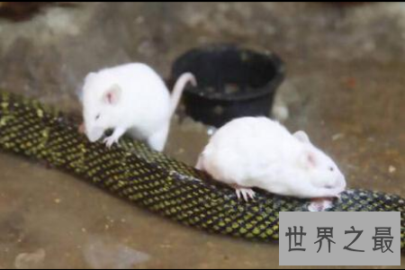 食蛇鼠是世界上最凶猛的啮齿类动物 竟然可以吃掉一条蛇