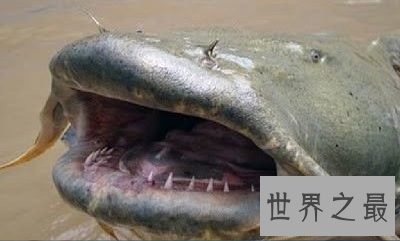 最大鲶鱼竟然重达293公斤 这得吃几年?
