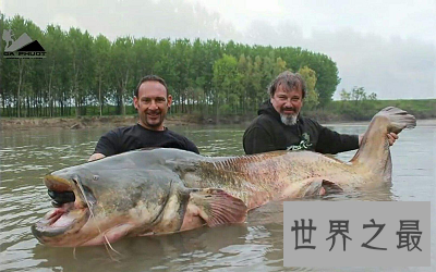 最大鲶鱼竟然重达293公斤 这得吃几年?