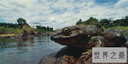 世界上最大的蛙的哪种 非洲喀麦隆巨蛙介绍