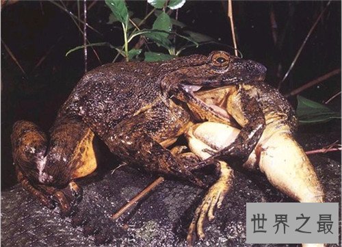 世界上最大的蛙的哪种 非洲喀麦隆巨蛙介绍