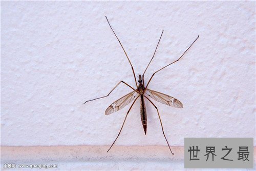 世界上最大的蚊子是哪种 不仅不吸血还吃幼虫