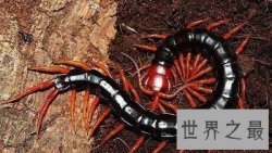 世界上最大蜈蚣 最长竟可达62cm！