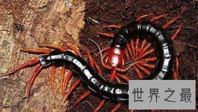 世界上最大蜈蚣 最长竟可达62cm！