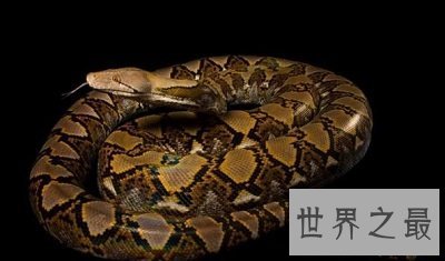最大的蟒蛇 揭秘网纹蟒恐怖吞人事件