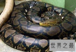 最大的蟒蛇 揭秘网纹蟒恐怖吞人事件