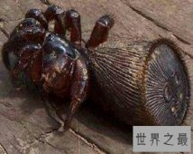 金钱活门蛛真的有毒吗 它的毒性到底有多强