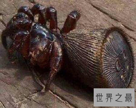 金钱活门蛛真的有毒吗 它的毒性到底有多强