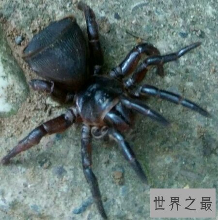 金钱活门蛛真的有毒吗 它的毒性到底有多强