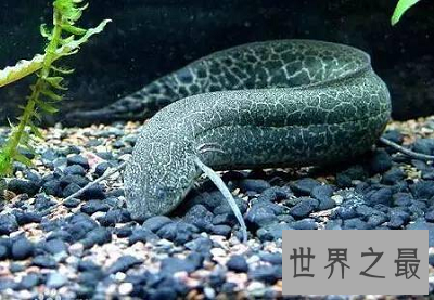 肺鱼——拥有最逆天装死技能的“活化石”