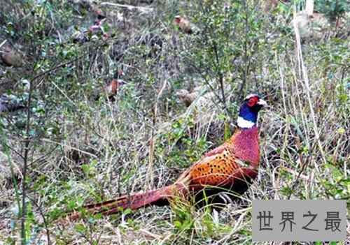 野山鸡养殖应该怎样做 野山鸡的营养价值介绍