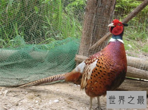 野山鸡养殖应该怎样做 野山鸡的营养价值介绍