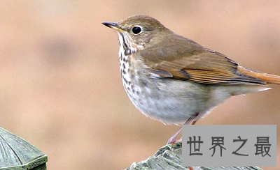 动物尾巴的作用是什么 最意想不到的竟然是它！