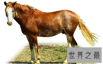 动物尾巴的作用是什么 最意想不到的竟然是它！