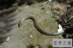 最毒的蛇是什么品种 世界上最毒的眼镜蛇是什么