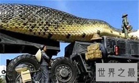世界上最大的蟒蛇是什么蟒蛇 它栖息在哪里