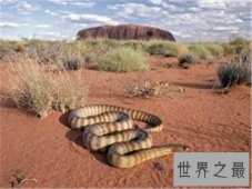 世界上最毒的蛇 见到它可要小心点