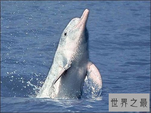 白鳍豚灭绝了吗 堪称世界上第一个被人类消灭的动物