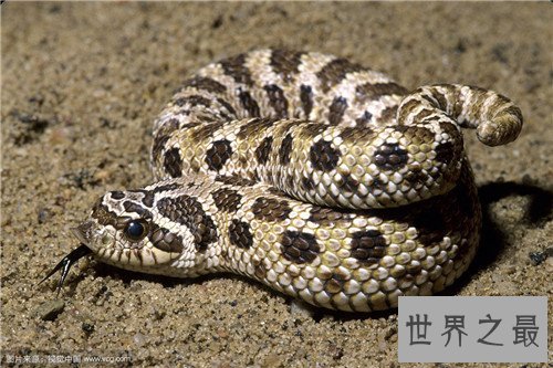 猪鼻蛇是什么动物 养猪鼻蛇的注意事项介绍