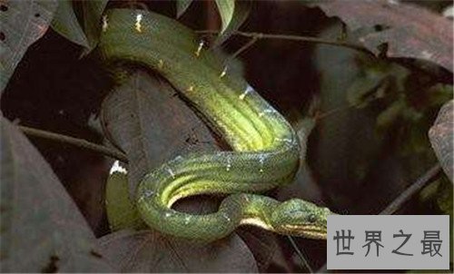 看家蛇为什么会看家 普通蛇类真的会通人性吗