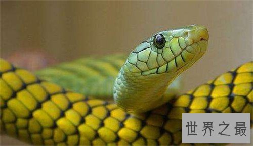 看家蛇为什么会看家 普通蛇类真的会通人性吗