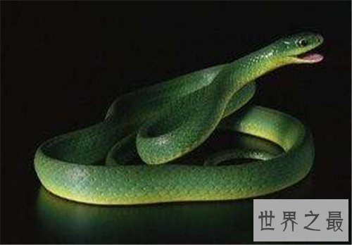 看家蛇为什么会看家 普通蛇类真的会通人性吗