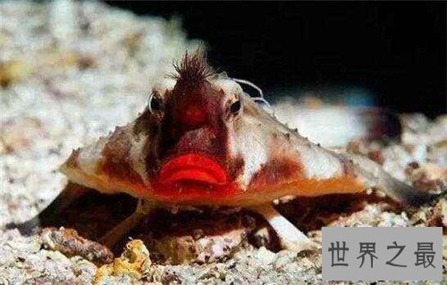 蝙蝠鱼可以在海底行走 是欧洲常见的食用鱼