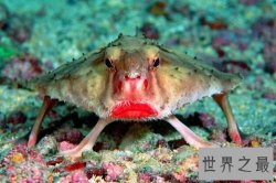 蝙蝠鱼可以在海底行走 是欧洲常见的食用鱼