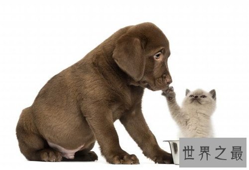 狗的寿命是多久 不同种类的狗有着不同的寿命时长