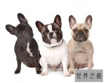 狗的寿命是多久 不同种类的狗有着不同的寿命时长