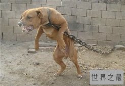 比特犬多少钱一只 家养比特犬合适吗
