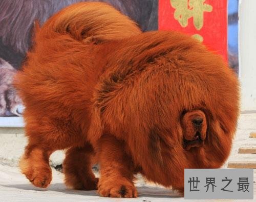 在狗类中属藏獒最大,在藏獒中最大的藏獒王为王
