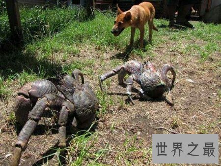 世界上最大的螃蟹是什么品种的 最大的有多大