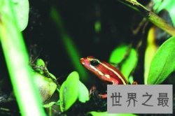幽灵箭毒蛙 外表越好看的生物越含有剧毒