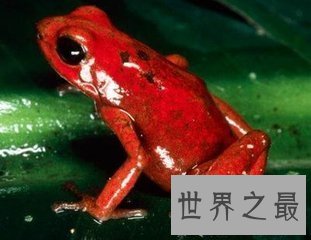 幽灵箭毒蛙 外表越好看的生物越含有剧毒