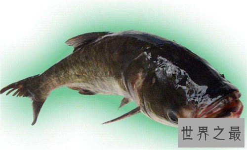 哲罗鲑鱼价格高达200一斤 如今已成功获得人工繁殖