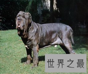 十大猛犬 这些不好惹的狗类战斗力堪比狼