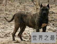 十大猛犬 这些不好惹的狗类战斗力堪比狼