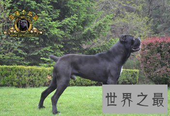 十大猛犬 这些不好惹的狗类战斗力堪比狼