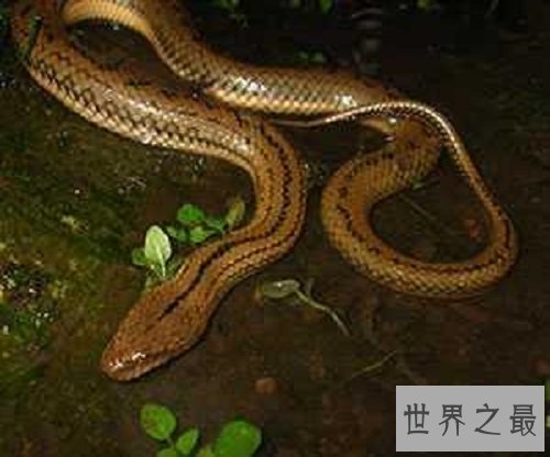 最大的黄鳝长达1.5米重达36斤是黄鳝中的王者