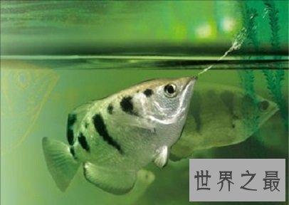 这些有趣的动物知识你错过了很久